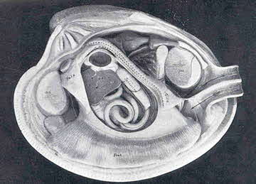 Anatomy of a round clam (1910)