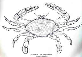 Blue Crab