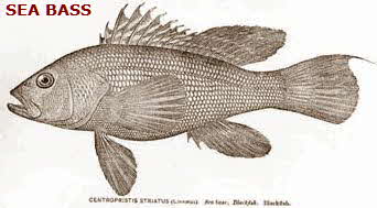 Sea Bass