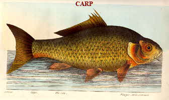 Carp