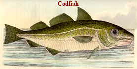 Codfish