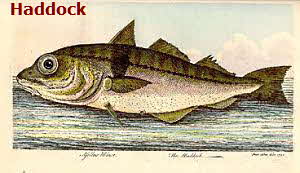 Haddock