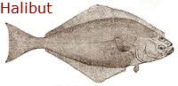 Halibut