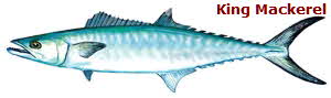 King Mackerel