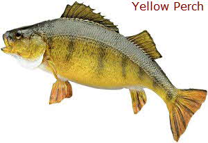 Yellow Perch