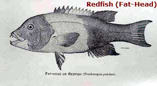 Redfish