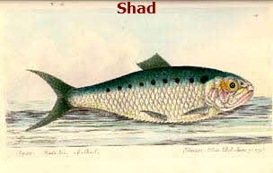 Shad