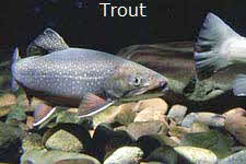 Trout photo