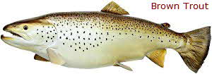 Brown Trout